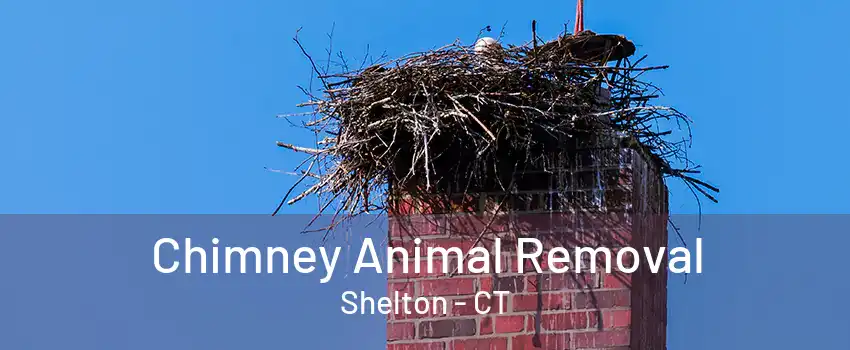 Chimney Animal Removal Shelton - CT