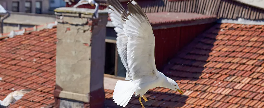 Residential Chimney Animal Removal Solution in Shelton, CT